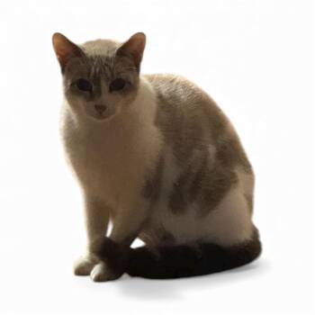 Rescue Siamese Cats for Adoption in Arlington, Texas - Fanta | PetCurious