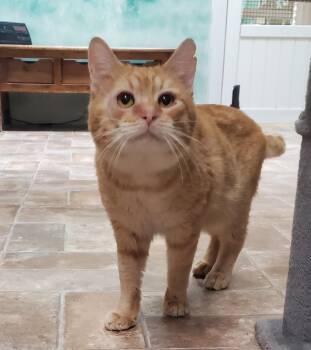 Domestic Short Hair Cats Available for Adoption - Rizzo | PetCurious