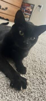 Domestic Short Hair Cats Available for Adoption - Salem | PetCurious