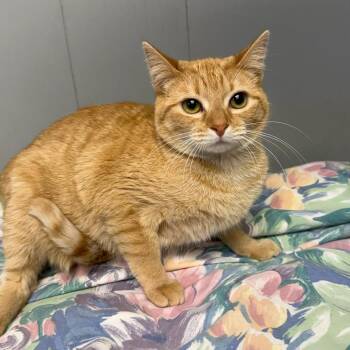Sansa -  Domestic Short Hair Cat for Adoption in Midland, Texas - Sansa | PetCurious