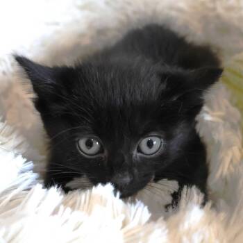 Sprout -  Domestic Short Hair Cat for Adoption in Chaska, Minnesota - Sprout | PetCurious