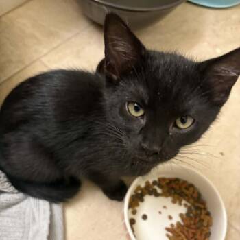 Little Foot Hansen -  Domestic Short Hair Cat for Adoption in Eagle Mountain, Utah - Little Foot Hansen | PetCurious