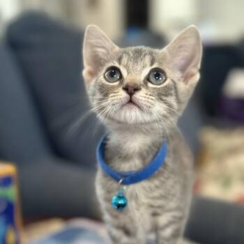 Scotland (UK) -  Domestic Short Hair Cat for Adoption in Charlotte, North Carolina - Scotland (UK) | PetCurious