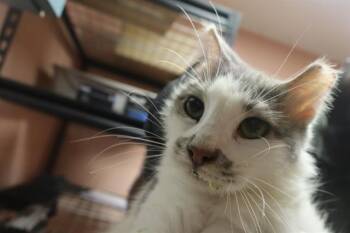ORZO -  Domestic Short Hair Cat for Adoption in Columbia, South Carolina - ORZO | PetCurious