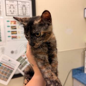 Dennis Wilson -  Domestic Short Hair Cat for Adoption in Lynchburg, Virginia - Dennis Wilson | PetCurious