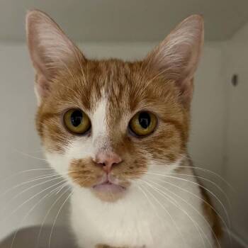Jewel -  American Shorthair Cat for Adoption in Bethel, Connecticut - Jewel | PetCurious