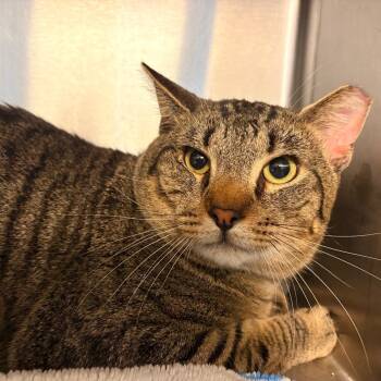 Rockefeller -  Domestic Short Hair Cat for Adoption - Rockefeller | PetCurious