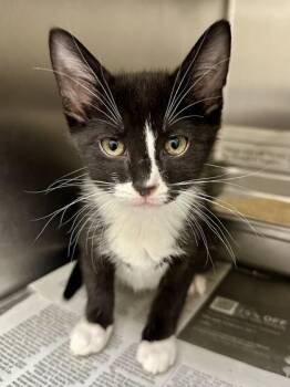 Snake Druid -  Domestic Short Hair Cat for Adoption in Wichita, Kansas - Snake Druid | PetCurious