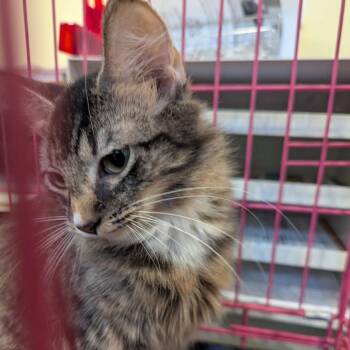 Beauregard -  Domestic Short Hair Cat for Adoption in Lynchburg, Virginia - Beauregard | PetCurious