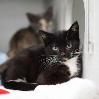Gorjeena -  Domestic Short Hair Cat for Adoption in Atlanta, Georgia - Gorjeena | PetCurious