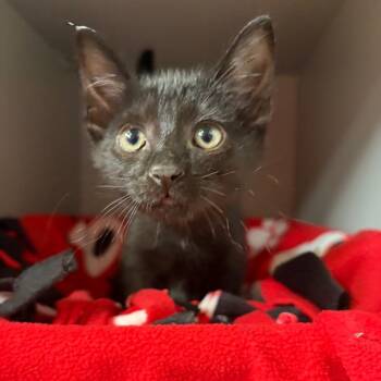 Swedish Fish -  Domestic Short Hair Cat for Adoption in Sarasota, Florida - Swedish Fish | PetCurious