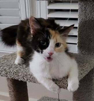 Curry -  Calico and Maine Coon Cat for Adoption in Parlier, California - Curry | PetCurious