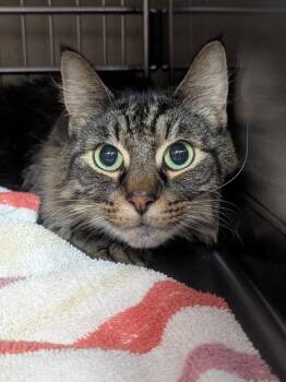 Jack -  Domestic Long Hair Cat for Adoption in Vancouver, Washington - Jack | PetCurious