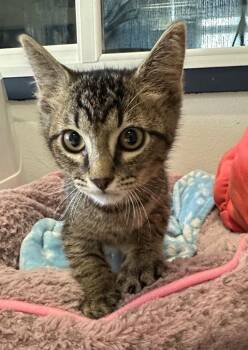 Bearclaw -  Domestic Short Hair Cat for Adoption in Newberg, Oregon - Bearclaw | PetCurious