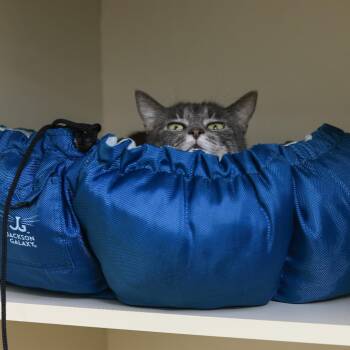 Domestic Short Hair Cats Available for Adoption - Juniper | PetCurious