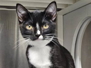 BRAUNWYN -  Domestic Short Hair Cat for Adoption in Tustin, California - BRAUNWYN | PetCurious