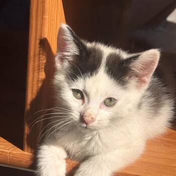 Doomsbrew -  Domestic Short Hair Cat for Adoption in Fredericksburg, Virginia - Doomsbrew | PetCurious