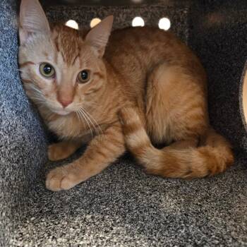 Domestic Short Hair Cats Available for Adoption in Pasadena, California - Oney | PetCurious