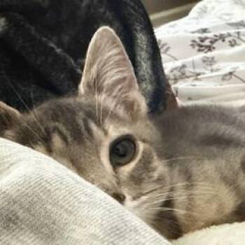 Carbo -  Domestic Short Hair Cat for Adoption in San Antonio, Texas - Carbo | PetCurious