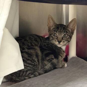 Velma -  Domestic Short Hair Cat for Adoption in West Palm Beach, Florida - Velma | PetCurious