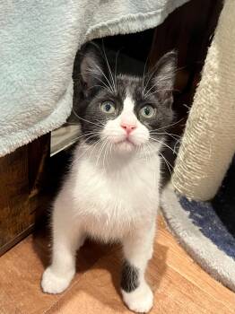 GI Joe -  Domestic Short Hair Cat for Adoption in Rocky Hill, Connecticut - GI Joe | PetCurious