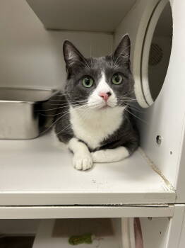 Rescue Domestic Short Hair Cats for Adoption in Columbus, Ohio - Pepper | PetCurious