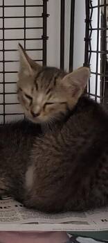 JOLIE -  Domestic Short Hair Cat for Adoption in Fort Lauderdale, Florida - JOLIE | PetCurious