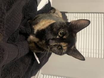 Rescue Domestic Short Hair Cats for Adoption in Nashville, Tennessee - Sushi | PetCurious