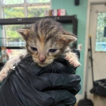 Goody -  Domestic Short Hair Cat for Adoption in Gadsden, Alabama - Goody | PetCurious