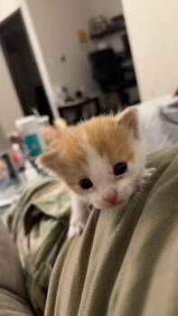 Dinner Roll -  Domestic Short Hair Cat for Adoption in San Antonio, Texas - Dinner Roll | PetCurious