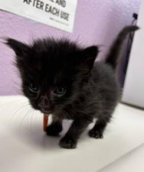 Stitch -  Domestic Short Hair Cat for Adoption in El Paso, Texas - Stitch | PetCurious