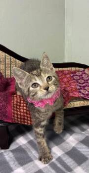 Trout -  Domestic Short Hair Cat for Adoption in Picayune, Mississippi - Trout | PetCurious