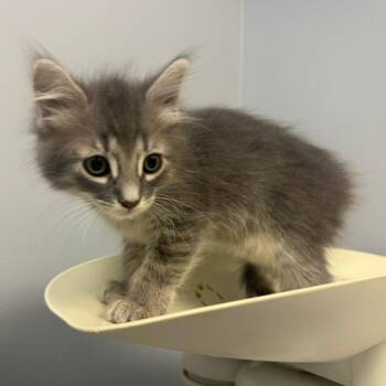 Moss -  Domestic Long Hair Cat for Adoption in Columbus, Georgia - Moss | PetCurious
