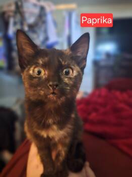 Rescue Tortoiseshell Cats for Adoption in Gun Barrel City, Texas - Paprika | PetCurious