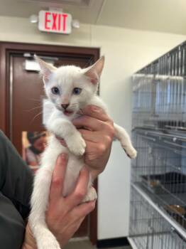 Eraser -  Domestic Short Hair Cat for Adoption in Rock Springs, Wyoming - Eraser | PetCurious