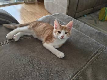 Creamsicle (new) -  Domestic Short Hair Cat for Adoption in Zephyrhills, Florida - Creamsicle (new) | PetCurious