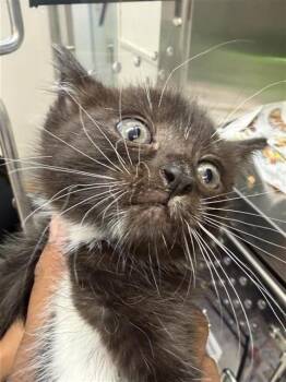 SMOKEY -  Domestic Short Hair Cat for Adoption in Houston, Texas - SMOKEY | PetCurious
