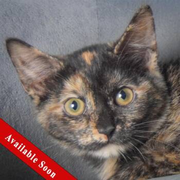 Kate -  Tortoiseshell and Domestic Short Hair Cat for Adoption in Huntley, Illinois - Kate | PetCurious