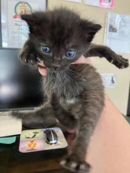 Rescue Domestic Short Hair Cats for Adoption in Heathsville, Virginia - Jackson | PetCurious