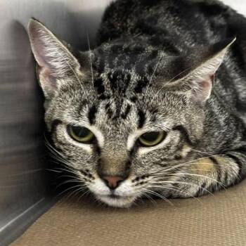 Cassie -  Domestic Short Hair Cat for Adoption in New York, New York - Cassie | PetCurious