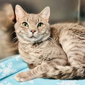 Domestic Short Hair Cats Available for Adoption in Jackson Township, New Jersey - Bama  | PetCurious