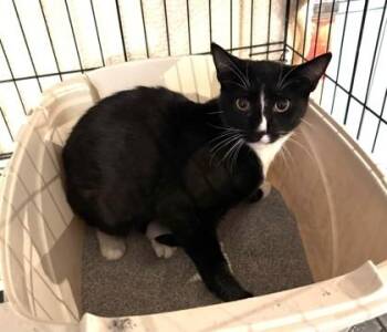 Domestic Short Hair Cats Available for Adoption in New York, New York - Dau Dau | PetCurious