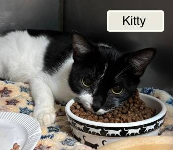 Kitty -  Domestic Short Hair Cat for Adoption in Ellicott City, Maryland - Kitty | PetCurious