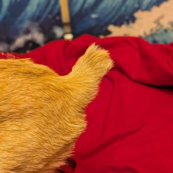 Sir Gregory -  Domestic Short Hair Cat for Adoption in Long Beach, California - Sir Gregory | PetCurious