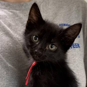 Domestic Short Hair Cats Available for Adoption in Bulverde, Texas - Doc Holiday | PetCurious