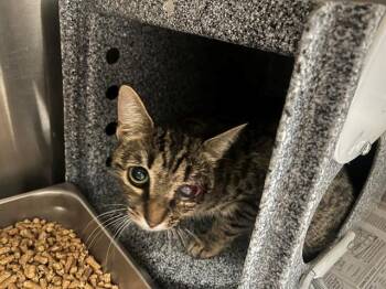 DORY -  Domestic Short Hair Cat for Adoption in Rowlett, Texas - DORY | PetCurious