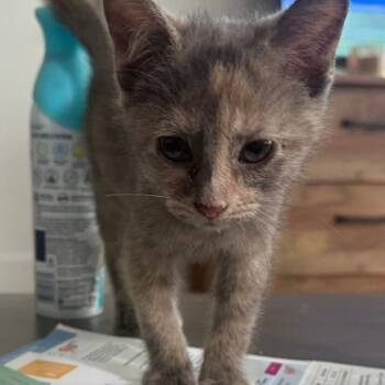 Rescue Domestic Short Hair Cats for Adoption in Union, Missouri - Blondie | PetCurious