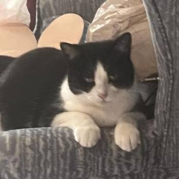 Domestic Medium Hair Cats Available for Adoption - Miss Kitty | PetCurious