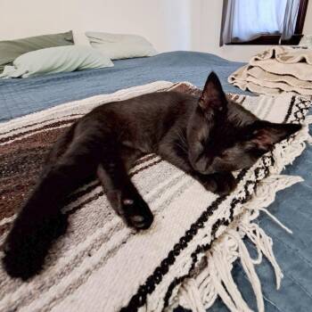 Ebony -  Domestic Short Hair Cat for Adoption in Medina, Ohio - Ebony | PetCurious