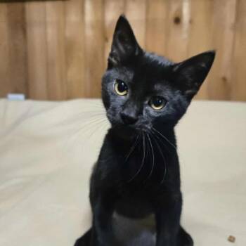 Rescue Domestic Short Hair Cats for Adoption in Tylertown, Mississippi - Phoenix | PetCurious